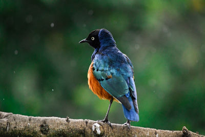 Close-up of bird perching on wood