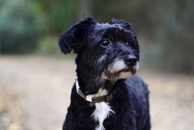 Close-up of dog looking away