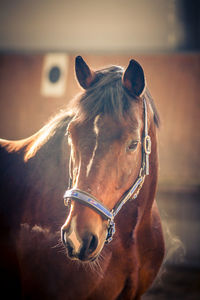 Close-up of horse standing outdoors