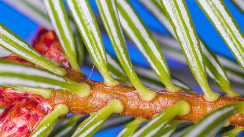 Full frame shot of fruit