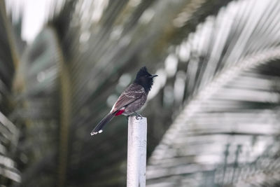 Bird perching on a railing