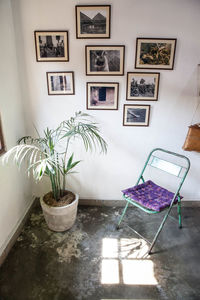 Potted plant on table at home