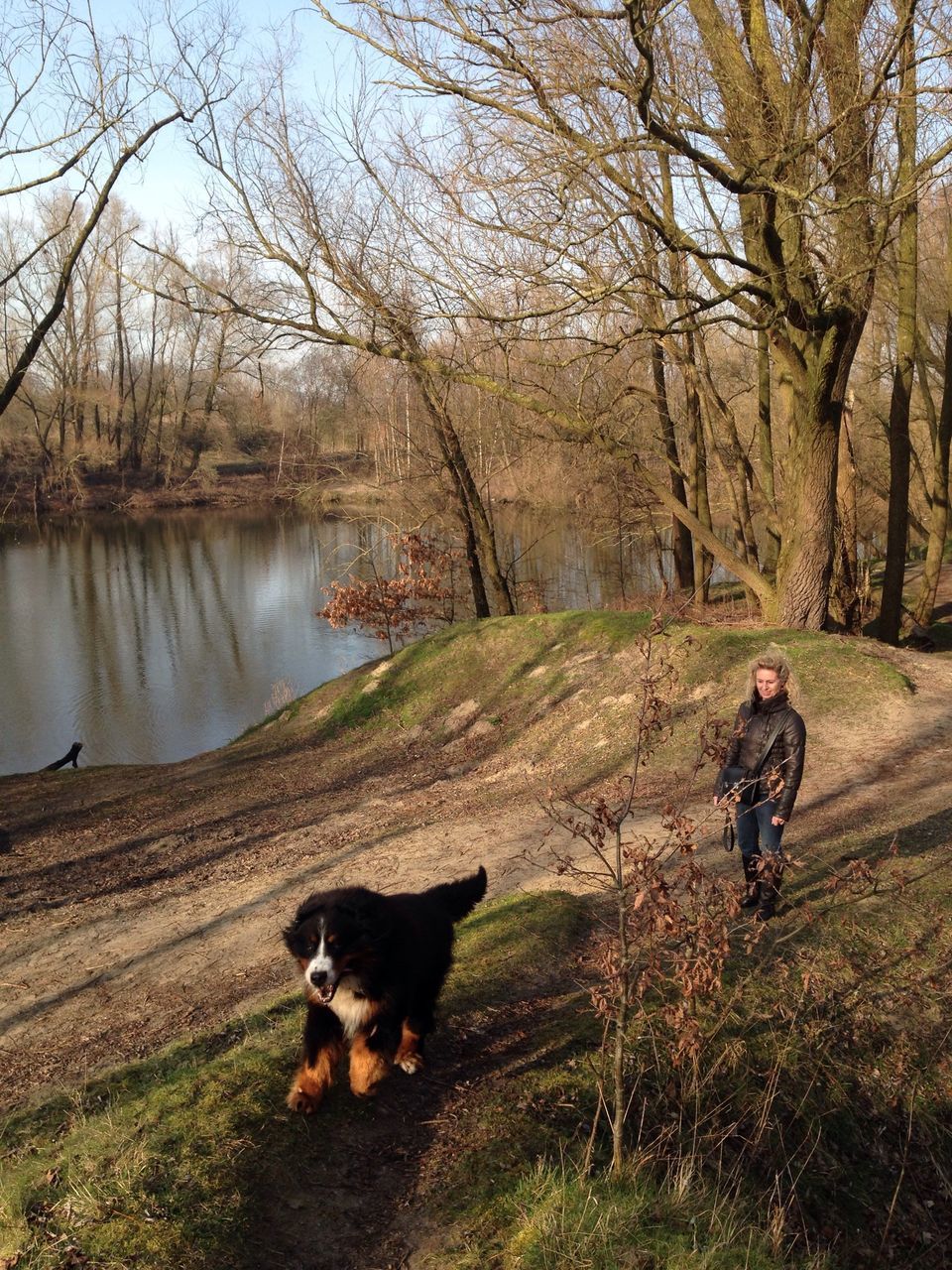 pets, domestic animals, mammal, animal themes, dog, one animal, tree, water, full length, sitting, lake, grass, nature, rear view, standing, relaxation, tranquility, sky