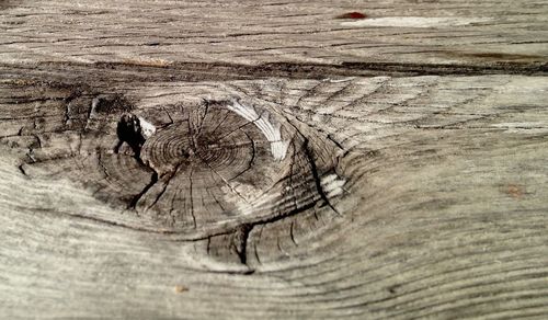 Close-up of tree stump