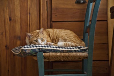 Portrait of a cat resting on wood