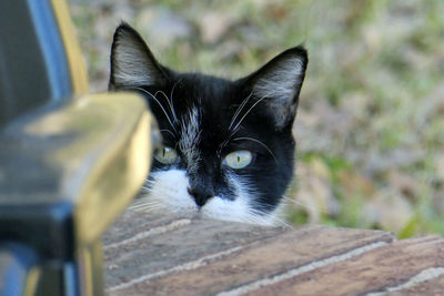 Close-up portrait of a cat