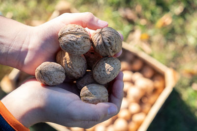 Close-up of hand holding fruit