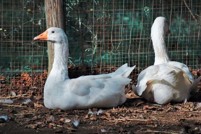 View of duck in cage