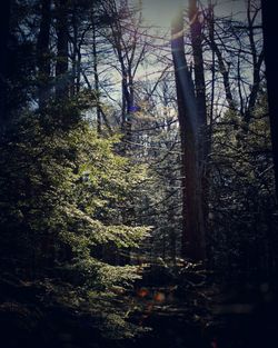 Trees and plants in forest