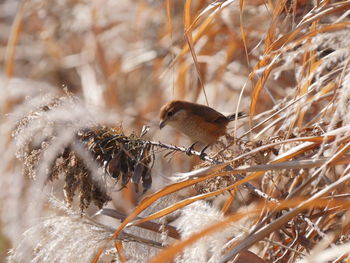 Close-up of bird perching on snow