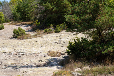 Stream flowing through rocks in forest