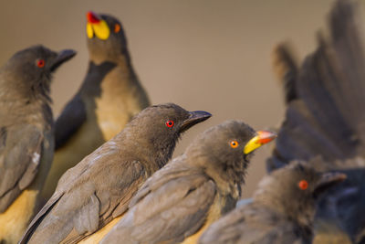 Close-up of birds perching