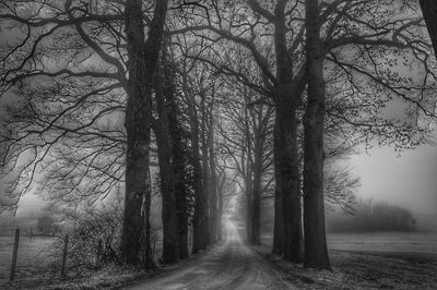 Road amidst trees in forest during foggy weather