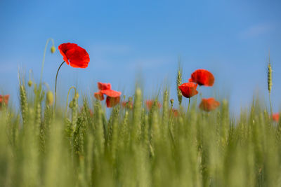 Close-up of red poppy blooming on field against clear sky