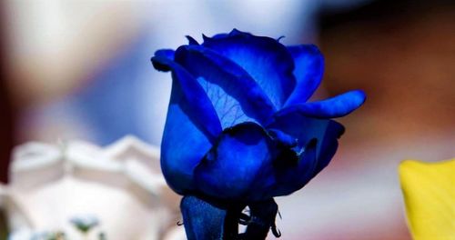 Close-up of blue flower