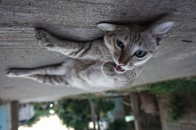 Close-up portrait of cat