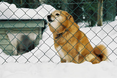 View of a fence and dog