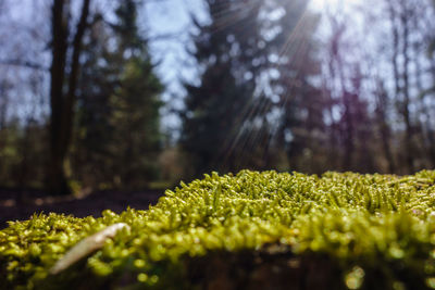 Close-up of fresh green plants in sunlight