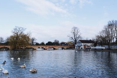 Reflection of bare trees in river