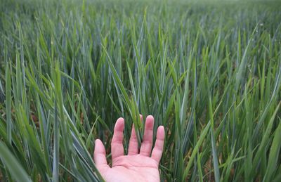 Cropped hand touching grass