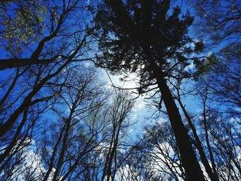 Low angle view of bare trees against sky