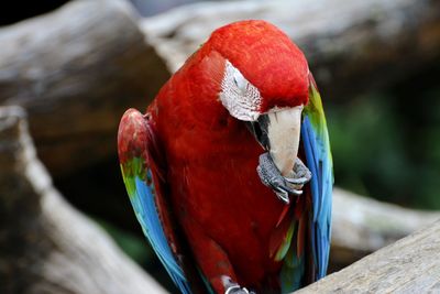 Close-up of scarlet macaw perching on wood