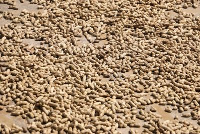 High angle view of peanuts on field