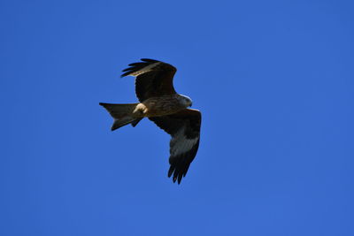 Low angle view of eagle flying against clear blue sky