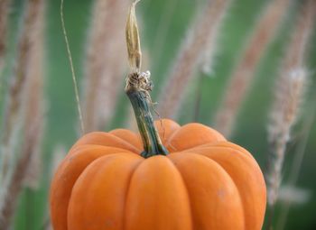 Close-up of pumpkin