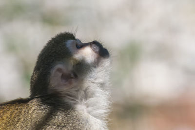 Close-up of an animal looking away