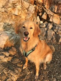 Portrait of dog standing on rock