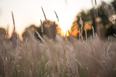 Close-up of wheat plants on field