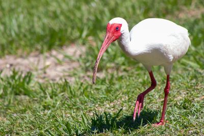 Close-up of a bird on field