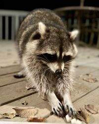 raccoon