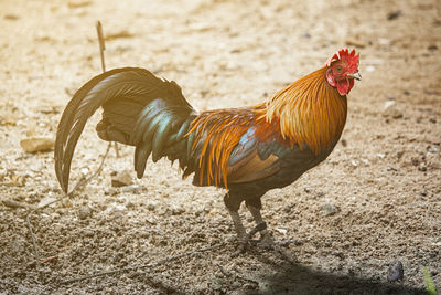 View of rooster on land
