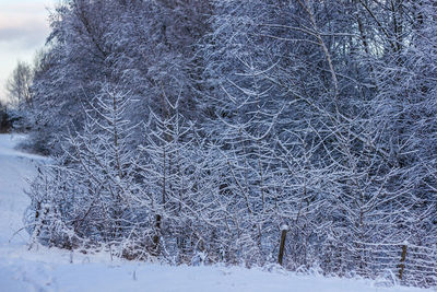 Frozen trees on field during winter