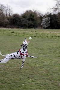 Dog playing with ball on grass
