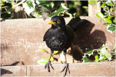 Close-up of bird perching on wood