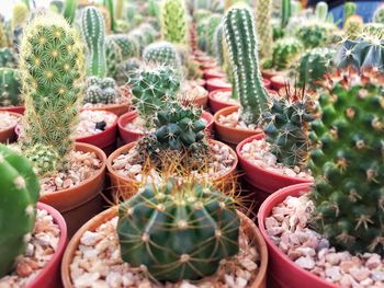 High angle view of potted cactus plants