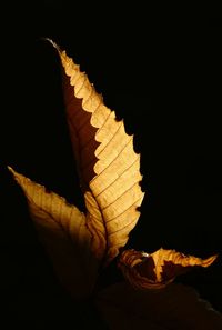 Close-up of leaf against black background