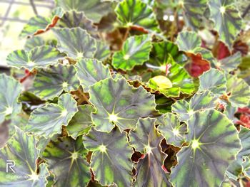 High angle view of leaves on plant