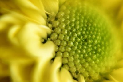 Macro shot of yellow flower