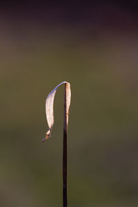 Close-up of white flower bud