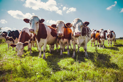 Group of cows in the green pasture looking