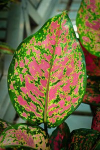 Close-up of pink flowers