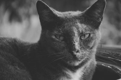 Close-up portrait of a cat