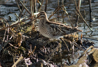 Bird perching in a water