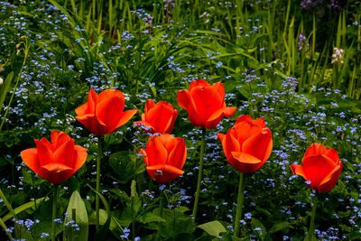 Close-up of red tulips in bloom