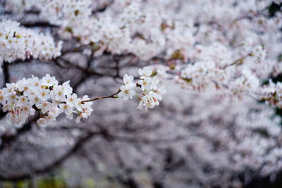 Close-up of white cherry blossoms in spring