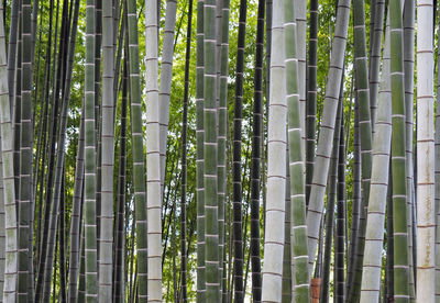 Full length of bamboo grove